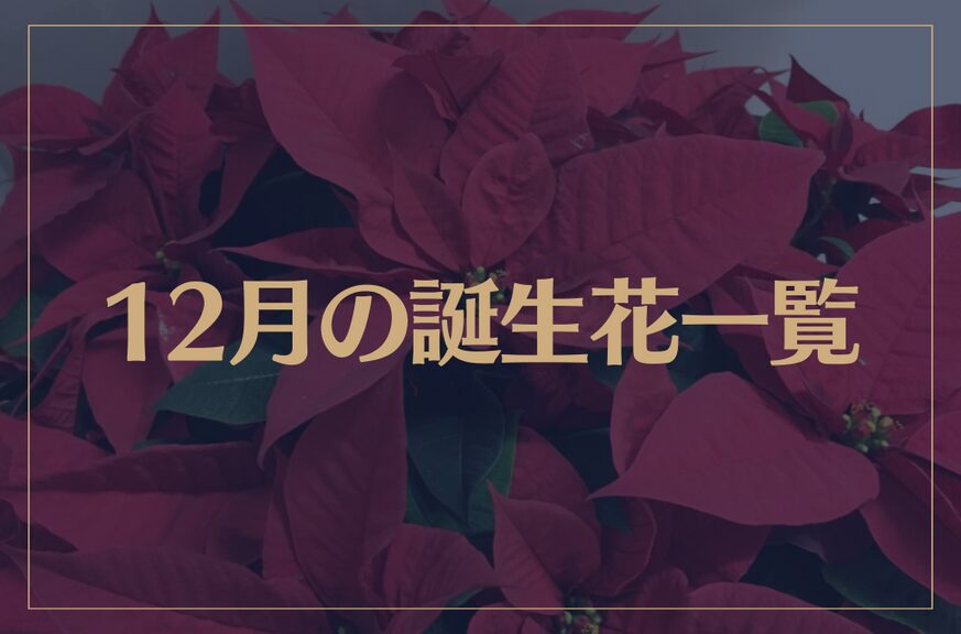 【12月の誕生花一覧】12月の誕生花・花言葉をご紹介！