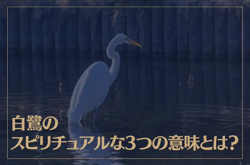 白鷺のスピリチュアルな3つの意味とは？幸運に恵まれるサイン？金運アップの前兆？