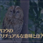 フクロウのスピリチュアルな意味とは？白いフクロウは縁起が良い？