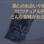 猫との出会いや縁はスピリチュアル的にどんな意味があるの？