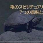 亀のスピリチュアルな7つの意味とは？亀が夢に出てきた時の意味もご紹介！