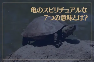 亀のスピリチュアルな7つの意味とは？亀が夢に出てきた時の意味もご紹介！