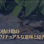 蛇の抜け殻のスピリチュアルな意味とは？縁起が良い？財布に入れると金運アップ？