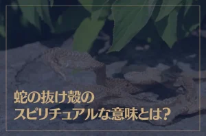 蛇の抜け殻のスピリチュアルな意味とは？縁起が良い？財布に入れると金運アップ？