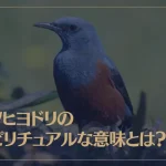 イソヒヨドリのスピリチュアルな意味とは？幸運を呼ぶ縁起が良い鳥？