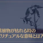 観葉植物が枯れる時のスピリチュアルな意味とは？枯らさない対策もご紹介！