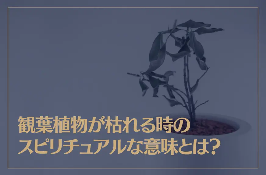 観葉植物が枯れる時のスピリチュアルな意味とは？枯らさない対策もご紹介！