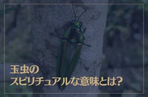 玉虫のスピリチュアルな意味とは？金運アップ？美の象徴？