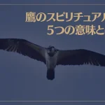 鷹のスピリチュアルな5つの意味とは？