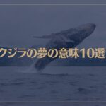 【夢占い】クジラの夢の意味10選！シチュエーション別にご紹介！
