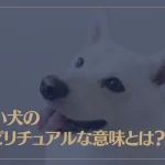 白い犬のスピリチュアルな意味とは？犬にまつわる様々な意味もご紹介！