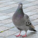 【夢占い】鳩の夢の意味7選！シチュエーション別にご紹介！