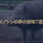 【夢占い】イノシシの夢の意味7選！シチュエーション別にご紹介！