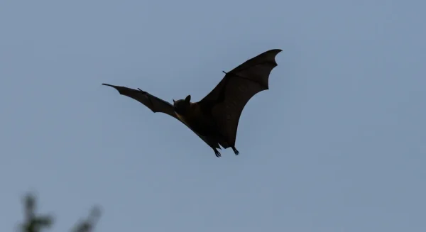 コウモリの夢の意味とは？