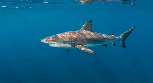 サメの夢の意味とは？