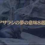 【夢占い】アザラシの夢の意味8選！シチュエーション別にご紹介！