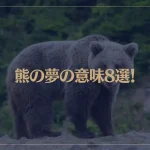 【夢占い】熊の夢の意味8選！シチュエーション別にご紹介！
