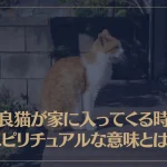 野良猫が家に入ってくる時のスピリチュアルな意味とは？その他の野良猫に関する意味も解説！