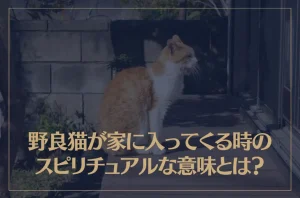野良猫が家に入ってくる時のスピリチュアルな意味とは？その他の野良猫に関する意味も解説！