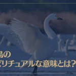白鳥のスピリチュアルな意味とは？