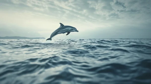 イルカの夢の意味