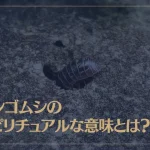 ダンゴムシのスピリチュアルな意味とは？場所別・状況別の意味も解説