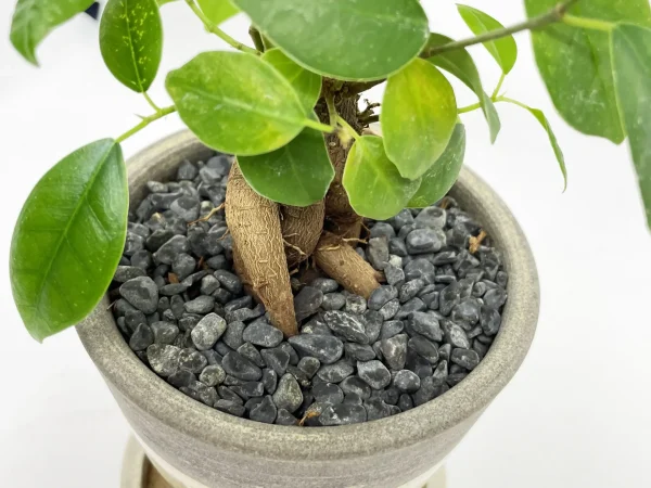 ガジュマルを育てるスピリチュアルなメリット