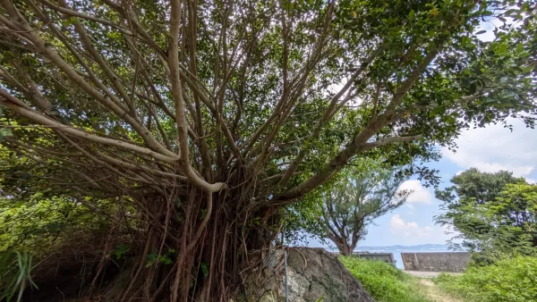 ガジュマルとは何か？