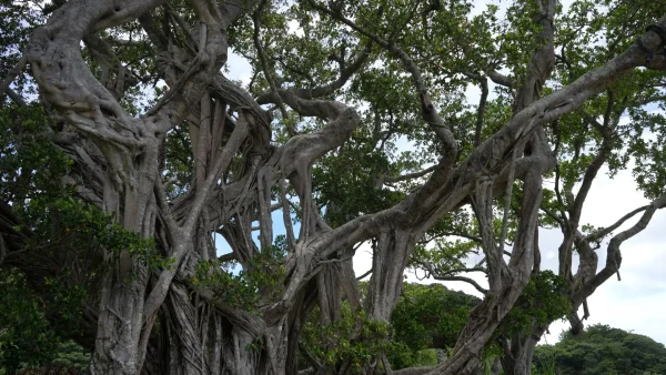 ガジュマルのスピリチュアルな意味