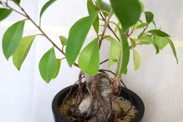 ガジュマルのスピリチュアルな使い方