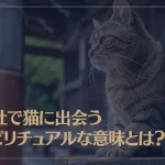 神社で猫に出会うスピリチュアルな意味とは？