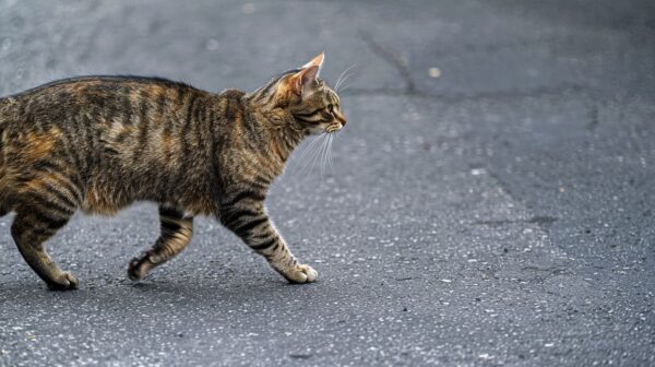 猫が横切る時のスピリチュアルな意味とは？