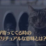 猫が寄ってくる時のスピリチュアルな意味とは？