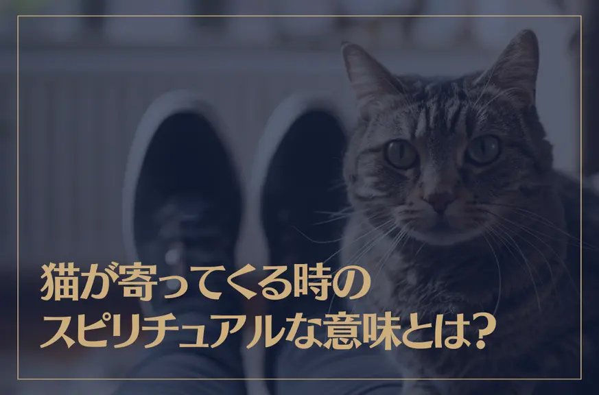 猫が寄ってくる時のスピリチュアルな意味とは？