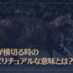 猫が横切る時のスピリチュアルな意味とは？