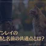 猫が離れない時のスピリチュアルな意味とは？