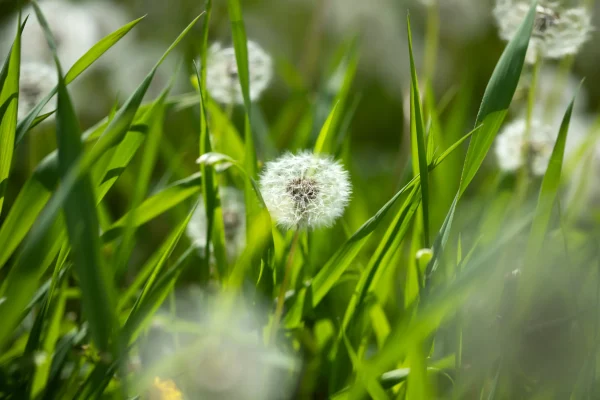 たんぽぽの綿毛に秘められたスピリチュアルな花言葉とは?