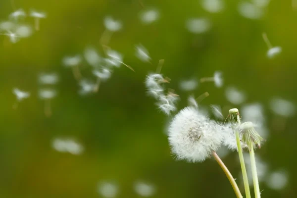 たんぽぽの綿毛に秘められたスピリチュアルな意味とは?