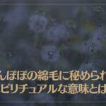 たんぽぽの綿毛に秘められたスピリチュアルな意味とは？