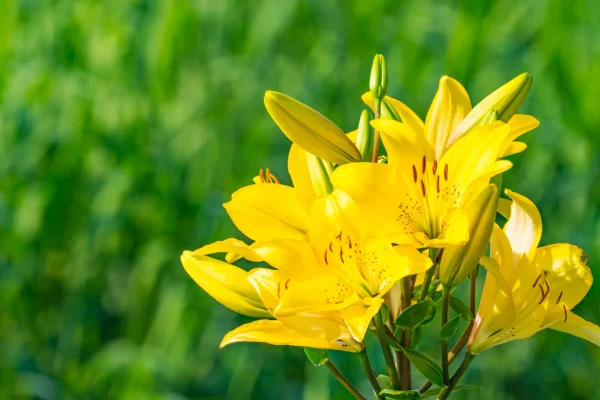 ユリの香りが持つスピリチュアルな効果とは？