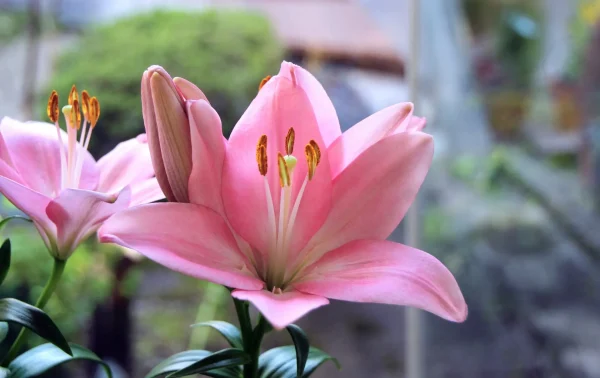 ユリの香りが持つスピリチュアルな波動エネルギーとは？