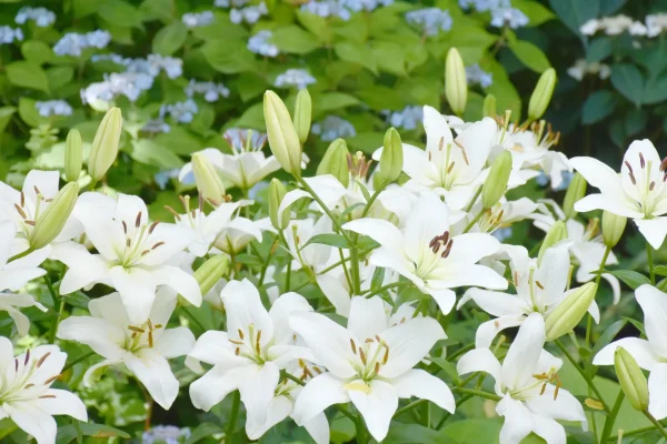 ユリの香りが持つスピリチュアルな意味とは？