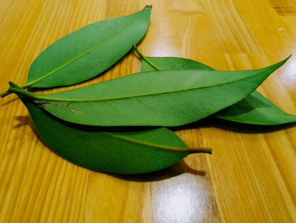 榊が枯れるスピリチュアルな意味とは？