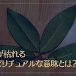 榊が枯れるスピリチュアルな意味とは？