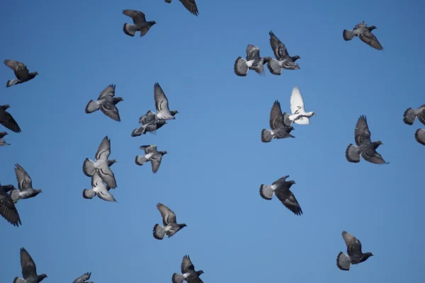 鳥の群れのスピリチュアルな受け取り方とは？