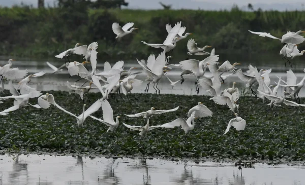 鳥の種類によるスピリチュアルな意味とは？