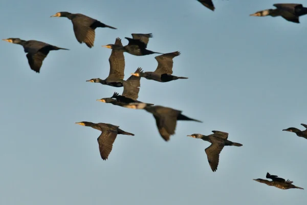 鳥の群れのスピリチュアルな意味とは？