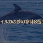 【夢占い】イルカの夢の意味8選！シチュエーション別にご紹介！