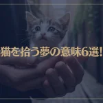 【夢占い】猫を拾う夢の意味6選！シチュエーション別にご紹介！