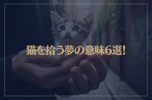 【夢占い】猫を拾う夢の意味6選！シチュエーション別にご紹介！